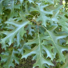 Quercus coccinea
