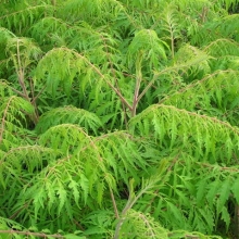 Rhus typhina `Laciniata`