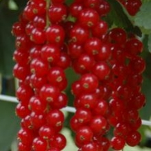 Ribes rubrum `Rovada`