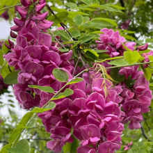 Robinia pseudoacacia `Georgia`