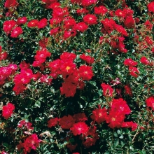 Rosa `Red Bells`