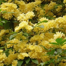 Rosa banksiae `Lutea Plena`
