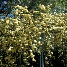 Rosa banksiae `Lutea Plena`