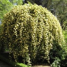 Rosa banksiae `Lutea Plena`