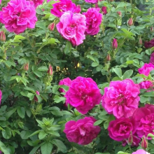 Rosa rugosa `Roseraie de l`Hay`