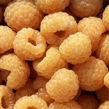 Rubus idaeus `Poranna Rosa`