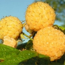Rubus idaeus `Poranna Rosa`