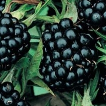 Rubus fruticosus `Dirksen`