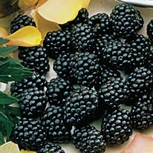 Rubus fruticosus `Navaho`