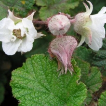Rubus tricolor `Betty Ashburner`