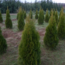 Thuja occidentalis 'Smaragd' /Földlabdás/