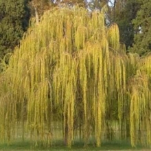 Salix babylonica