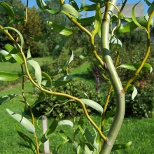 Salix babylonica
