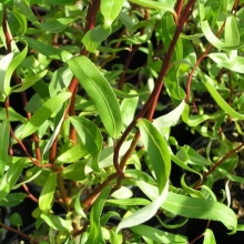 Salix erythroflexuosa