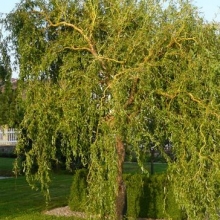 Salix erythroflexuosa