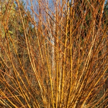 Salix viminalis 3 db-os csomag!
