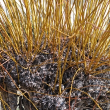 Salix viminalis 3 db-os csomag!