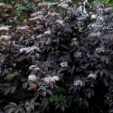 Sambucus nigra `Black Beauty` (syn.: Gerda)