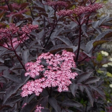 Sambucus nigra `Black Beauty` (syn.: Gerda)