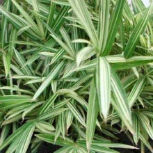 Sasaella glabra `Albostriata` 6 db