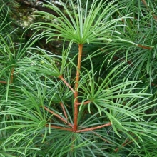 Sciadopytis verticillata