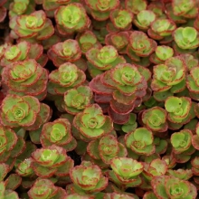 Sedum spurium `Dragon`s Blood`