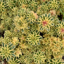 Sedum takeshimense `Atlantis`