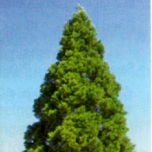 Sequoiadendron giganteum 