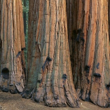 Sequoiadendron giganteum 