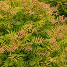 Sorbaria sorbifolia `Sem`