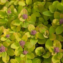 Spiraea betulifolia `Tor Gold`
