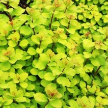 Spiraea betulifolia `Tor Gold`