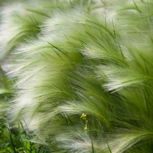Stipa tenuissima `Pony Tails`