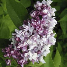 Syringa vulgaris `Nadeshda`