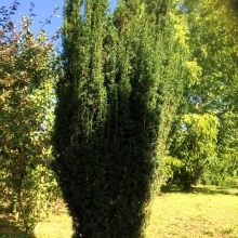 Taxus baccata `Sövény`