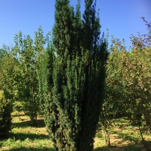 Taxus baccata `Sövény`