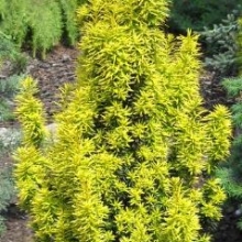 Taxus baccata `Bence`