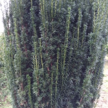 Taxus baccata `Sövény` 10 db-os kedvezményes csomag!