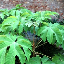 Tetrapanax papyrifera `Rex`