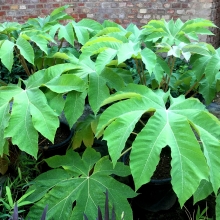 Tetrapanax papyrifera `Rex`