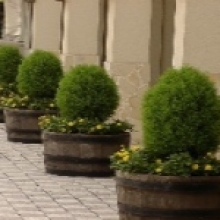 Thuja occidentalis `Danica` 10 db