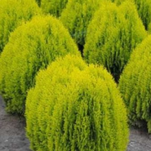 Thuja orientalis `Aurea Nana`