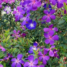 Tibouchina semidecandra (syn.: Tibouchina urvilleana)
