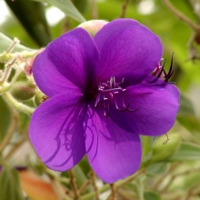 Tibouchina semidecandra (syn.: Tibouchina urvilleana)