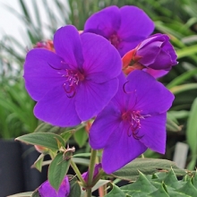Tibouchina semidecandra (syn.: Tibouchina urvilleana)