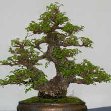 Ulmus parvifolia `Seiju`
