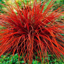 Uncinia rubra `Everflame`