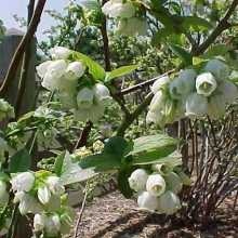 Vaccinium corymbosum `Chandler`