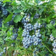 Vaccinium corymbosum `Bonus`