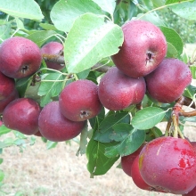 Pyrus communis `Vérkörte`